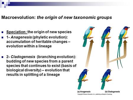 Macroevolution: the origin of new taxonomic groups Speciation: the origin of new species 1- Anagenesis (phyletic evolution): accumulation of heritable.