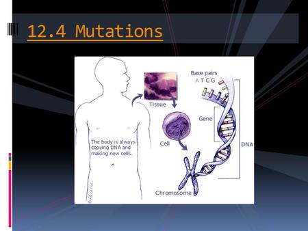 12.4 Mutations. Complete the 2 tables on the first page of your handout. Try this without using your notes first and only refer to your notes on transcription.