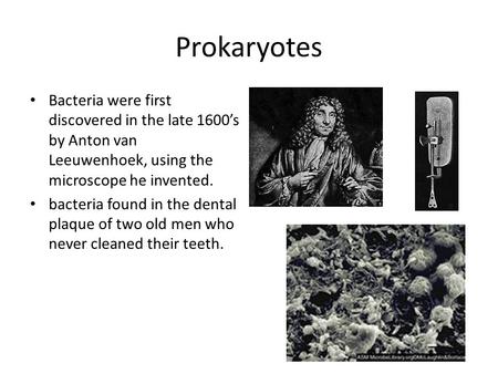 Prokaryotes Bacteria were first discovered in the late 1600’s by Anton van Leeuwenhoek, using the microscope he invented. bacteria found in the dental.