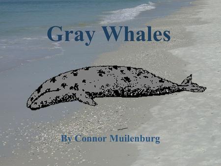 Gray Whales By Connor Muilenburg. Gray Whale Topics Physical description Whales are mammals Feeding Swimming behaviors Migration Breeding Predators Population.