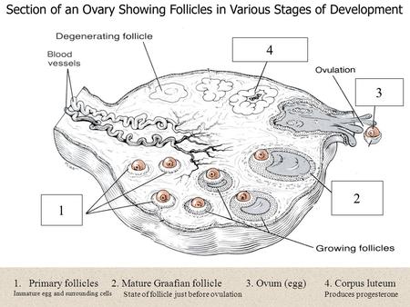 1 1.Primary follicles Immature egg and surrounding cells 2. Mature Graafian follicle State of follicle just before ovulation 3. Ovum (egg)4. Corpus luteum.