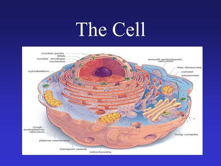The Cell. Cells are Us Cilia on a protozoan. Sperm meets egg.