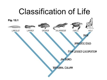 Classification of Life