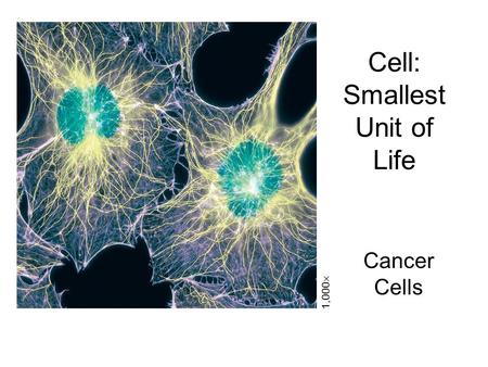 Cell: Smallest Unit of Life Cancer Cells 1,000 .