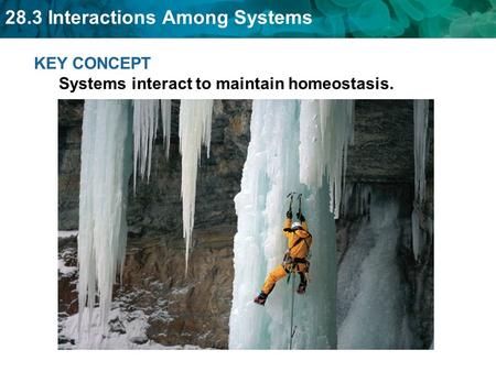 KEY CONCEPT  Systems interact to maintain homeostasis.