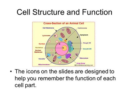 Cell Structure and Function The icons on the slides are designed to help you remember the function of each cell part.