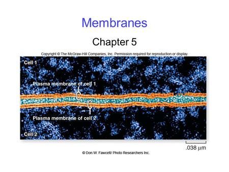 Membranes Chapter 5. 2 Membrane Structure fluid mosaic model: Cellular membranes have 4 components: 1. phospholipid bilayer 2. transmembrane proteins.