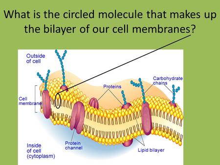 Cellular Membrane & Transport (Ch. 7-3)