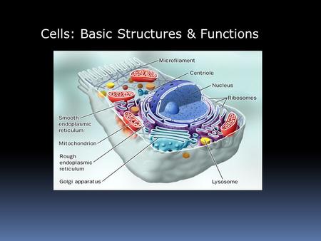 Cells: Basic Structures & Functions