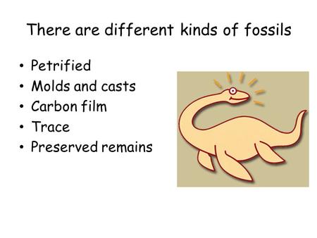 There are different kinds of fossils