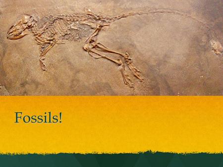 Fossils!. What are fossils? Different types of fossils!