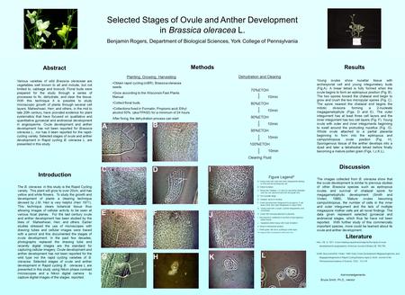 L I J Selected Stages of Ovule and Anther Development in Brassica oleracea L. Benjamin Rogers, Department of Biological Sciences, York College of Pennsylvania.
