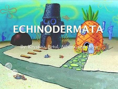 By: Krystina, Betul, Athena, and Priya. Echinodermata have three germ layers. The germ layer is one of the three main layers of these organisms The germ.