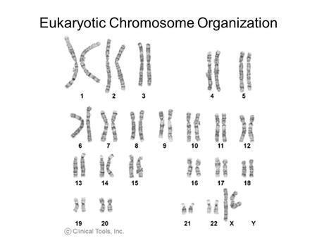 Eukaryotic Chromosome Organization. Chromosome Organization if all of the DNA was stretched out, it would measure 1.8 metres in length How does it.