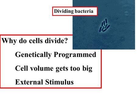 Why do cells divide? Genetically Programmed Cell volume gets too big External Stimulus Dividing bacteria.