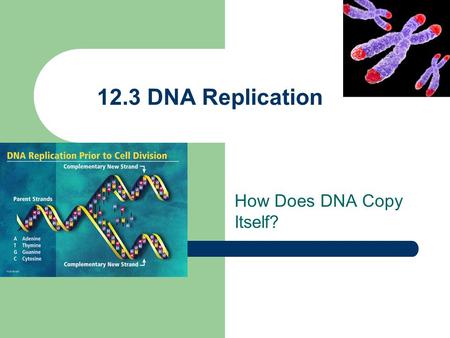 How Does DNA Copy Itself?