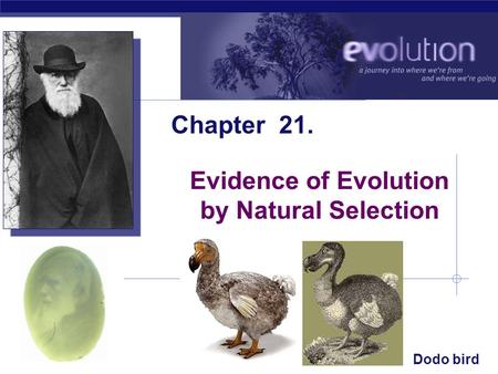 Evidence of Evolution by Natural Selection