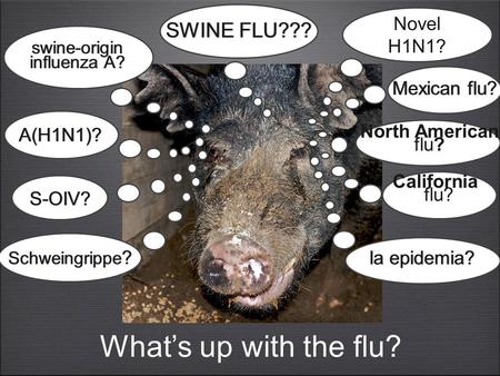 What’s up with the flu? Novel H1N1? SWINE FLU??? Mexican flu? swine-origin influenza A? A(H1N1)? S-OIV? North American flu? California flu? Schweingrippe.