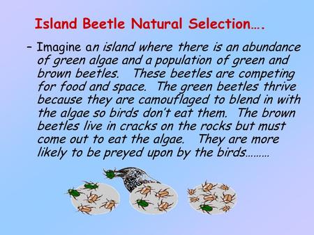 Island Beetle Natural Selection…. –Imagine an island where there is an abundance of green algae and a population of green and brown beetles. These beetles.