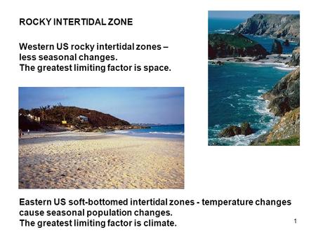 1 ROCKY INTERTIDAL ZONE Western US rocky intertidal zones – less seasonal changes. The greatest limiting factor is space. Eastern US soft-bottomed intertidal.