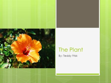 The Plant By: Teddy Frisk Origin of Plant  A plant is a multicellular eukaryote.  Plants evolved from filamentous green algae that lived in the ancient.