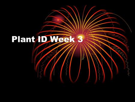 Plant ID Week 3. Norfolk Island Pine Indoor plant Looks like a little pine or cedar tree About 4 feet tall.