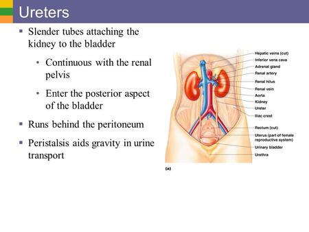 Ureters Slender tubes attaching the kidney to the bladder