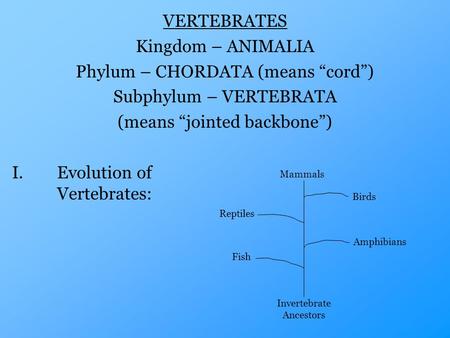 VERTEBRATES Kingdom – ANIMALIA Phylum – CHORDATA (means “cord”) Subphylum – VERTEBRATA (means “jointed backbone”) I.Evolution of Vertebrates: Invertebrate.