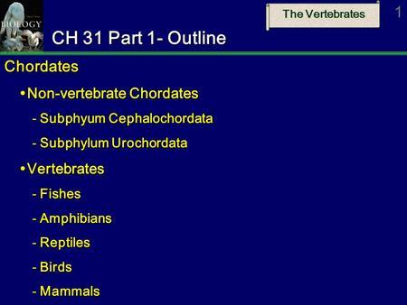 CH 31 Part 1- Outline Chordates Non-vertebrate Chordates Vertebrates