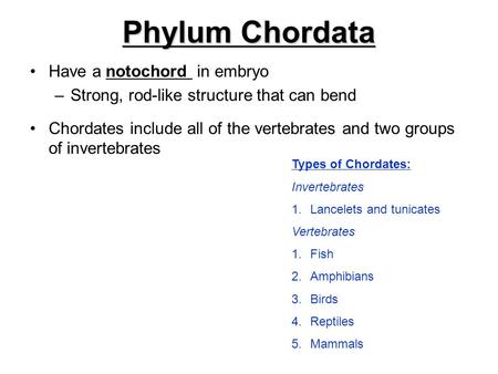 Phylum Chordata Have a notochord in embryo –Strong, rod-like structure that can bend Chordates include all of the vertebrates and two groups of invertebrates.