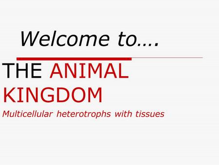 Welcome to…. THE ANIMAL KINGDOM Multicellular heterotrophs with tissues.