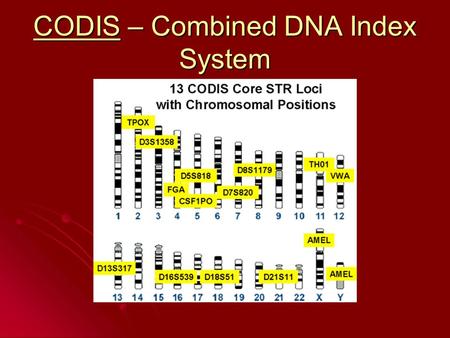 CODIS – Combined DNA Index System. CODIS STRs and Probability STRAfrican American American Caucasian D3513580.0970.080 VWA0.0740.068 FGA0.0360.041 TH010.1140.080.