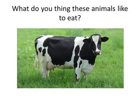 What do you thing these animals like to eat?.