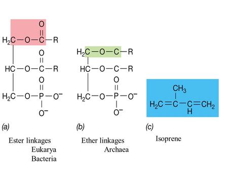 Ester linkages Eukarya Bacteria Ether linkages Archaea Isoprene.