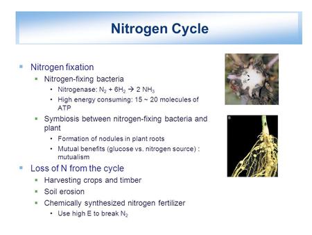 Nitrogen Cycle  Nitrogen fixation  Nitrogen-fixing bacteria Nitrogenase: N 2 + 6H 2  2 NH 3 High energy consuming: 15 ~ 20 molecules of ATP  Symbiosis.