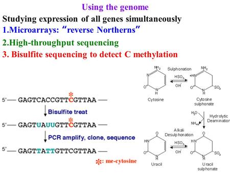 Using the genome Studying expression of all genes simultaneously 1.Microarrays: “reverse Northerns” 2.High-throughput sequencing 3. Bisulfite sequencing.