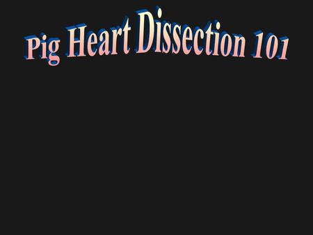 Pig Heart Dissection 101.