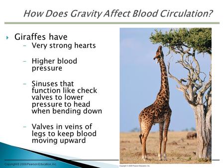 Copyright © 2009 Pearson Education, Inc.  Giraffes have –Very strong hearts –Higher blood pressure –Sinuses that function like check valves to lower pressure.