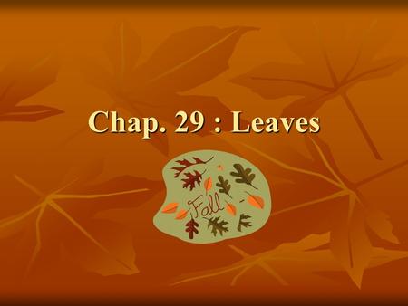Chap. 29 : Leaves. I.Primary Function of Leaf Photosynthesis – depends on light, temp., and supply of water and carbon dioxide. Photosynthesis – depends.