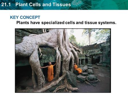 KEY CONCEPT  Plants have specialized cells and tissue systems.