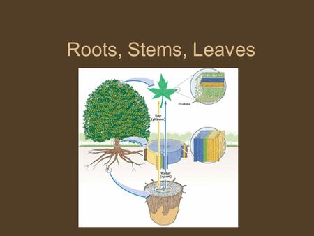 Roots, Stems, Leaves. VASCULAR TISSUES Tissues that transport materials from one part of a plant to another.