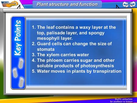 1.The leaf contains a waxy layer at the top, palisade layer, and spongy mesophyll layer. 2.Guard cells can change the size of stomata 3.The xylem carries.