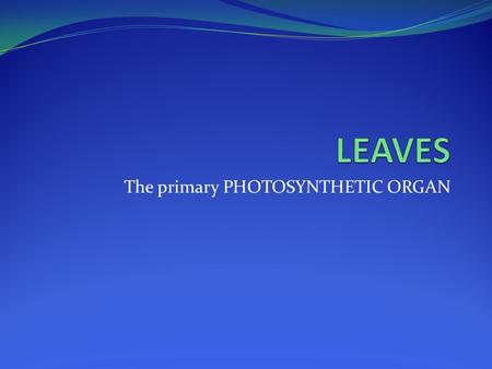 The primary PHOTOSYNTHETIC ORGAN