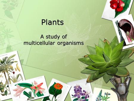 Plants A study of multicellular organisms. Cell Specialization Why do cells specialize? –Increase efficiency Division of labor –What does efficiency look.