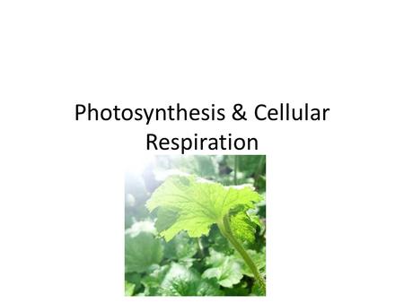 Photosynthesis & Cellular Respiration. Characteristics of Plant Cells Cell wall Large vacuole for water storage Contain Chloroplast (carry out photosynthesis!)