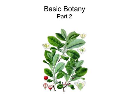 Basic Botany Part 2.