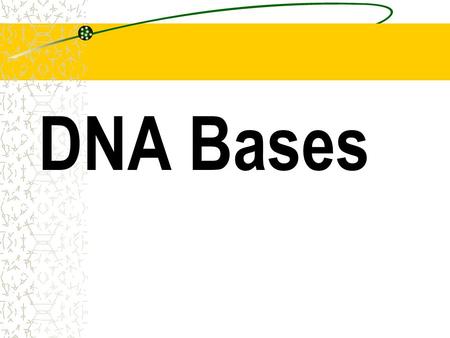DNA Bases. Adenine: Adenine: (A) pairs with Thymine (T) only.