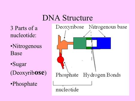 DNA Structure 3 Parts of a nucleotide: Nitrogenous Base Sugar (Deoxyrib ose ) Phosphate.