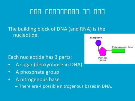 The Structure of DNA The building block of DNA (and RNA) is the nucleotide. Each nucleotide has 3 parts: A sugar (deoxyribose in DNA) A phosphate group.