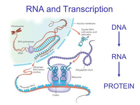 RNA and Transcription DNA RNA PROTEIN. RNA and Transcription.